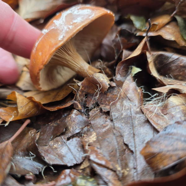 Wycieczka sekcji Ekoturystyki, 16.11.2025