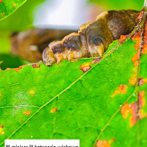 Świat owadów - nagrodzone prace