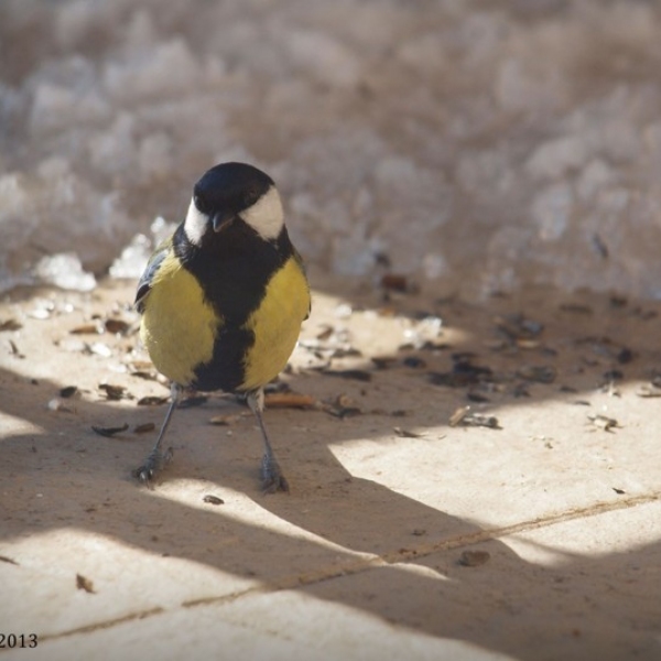 doktor-w-pracy-marchewka-patrycja