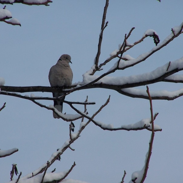 synogarlica_turecka-stanczak-karolina
