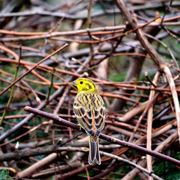 trznadel-jakub-fraczek